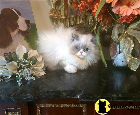 HOLLYWOOD HIMALAYANS Picture 1